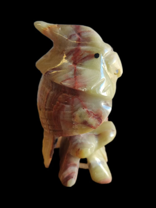 *Onyx Cockatoo